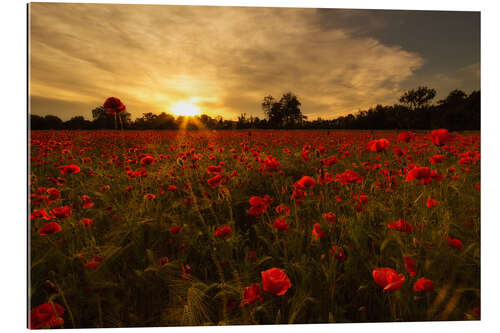 Gallery print Poppy field in sunset