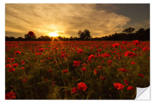 Sticker mural Champ de coquelicots au coucher du soleil