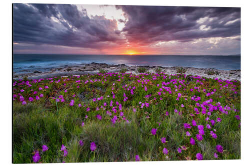 Tableau en aluminium Colour explosion