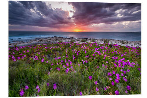 Quadro em plexi-alumínio Colour explosion