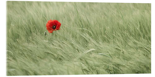 Acrylic print Lonesome poppy