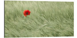 Aluminium print Lonesome poppy