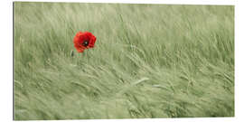 Stampa su plexi-alluminio Lonesome poppy