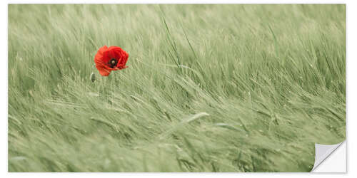 Selvklebende plakat Lonesome poppy