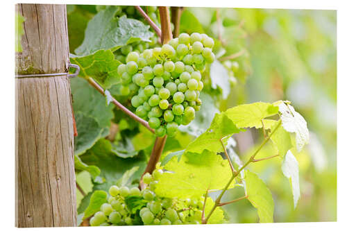 Quadro em acrílico Riesling grapes in Rheingau