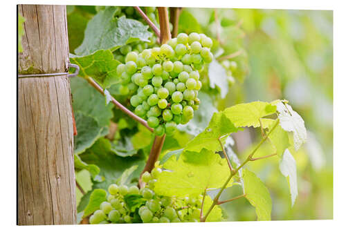 Alubild Riesling Trauben im Rheingau