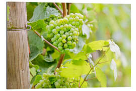 Quadro em alumínio Riesling grapes in Rheingau