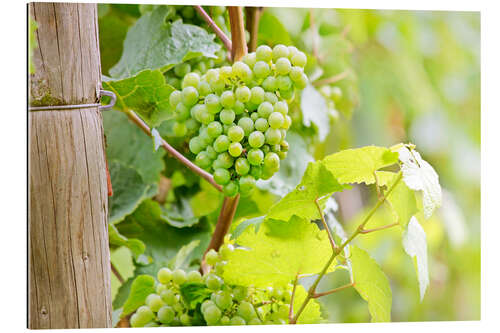 Gallery print Riesling grapes in Rheingau