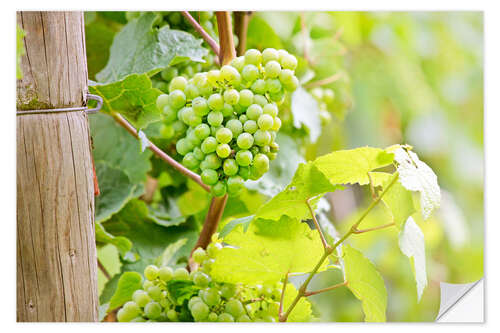 Selvklebende plakat Riesling grapes in Rheingau