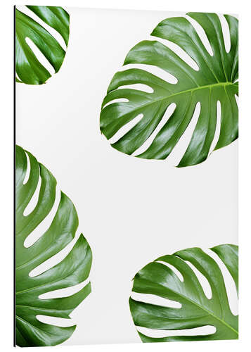 Tableau en aluminium Feuilles de monstera