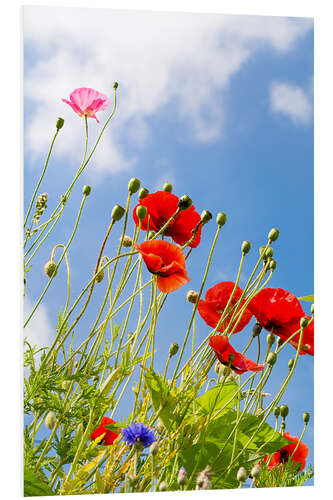 Tableau en PVC Coquelicots dans le ciel