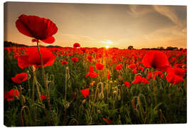 Canvas print Poppy field with sunset - Oliver Henze