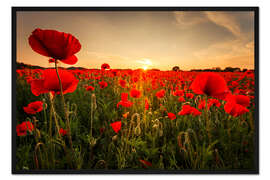 Gerahmter Kunstdruck Mohnfeld mit Sonnenuntergang