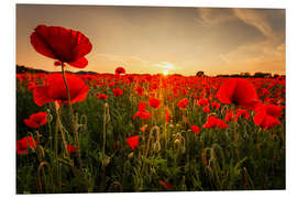 Foam board print Poppy field with sunset