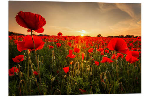 Gallery print Poppy field with sunset