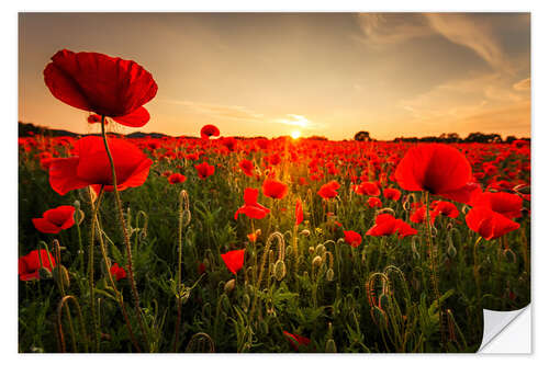 Selvklæbende plakat Poppy field with sunset