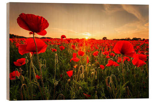 Tableau en bois Champ de coquelicots au coucher du soleil