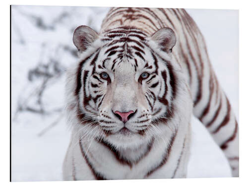 Aluminium print White Bengal Tiger