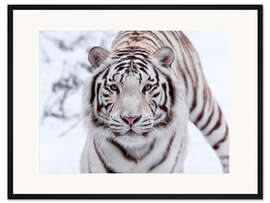 Gerahmter Kunstdruck Weißer Bengal-Tiger