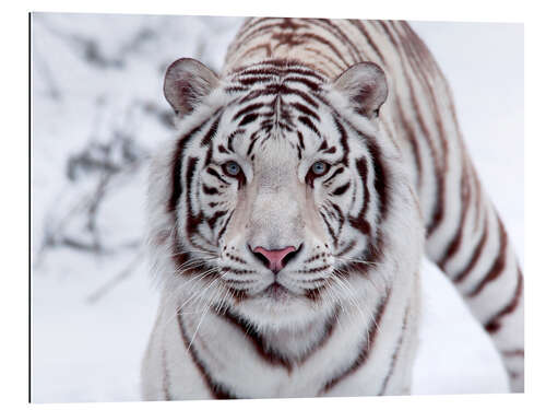 Galleritryck White bengal tiger