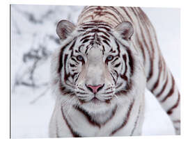 Gallery Print Weißer Bengal-Tiger