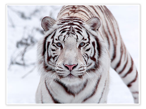 Plakat Biały tygrys bengalski
