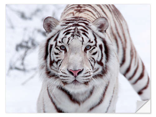 Selvklebende plakat White bengal tiger