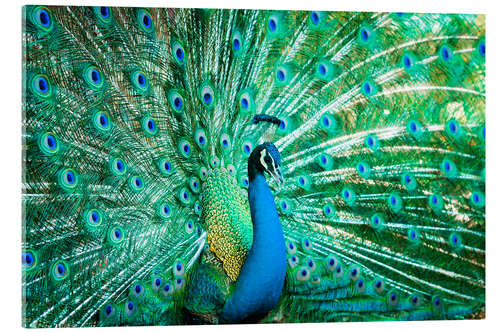 Acrylic print Portrait of a Peacock