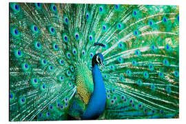 Magnettafel Porträt eines Pfaus