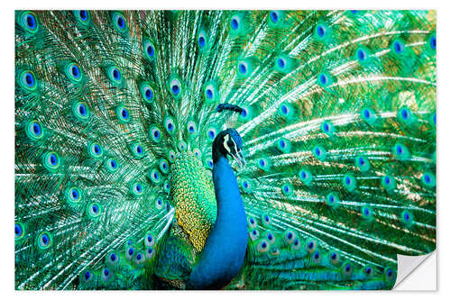 Sisustustarra Portrait of a Peacock