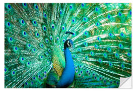 Sisustustarra Portrait of a Peacock