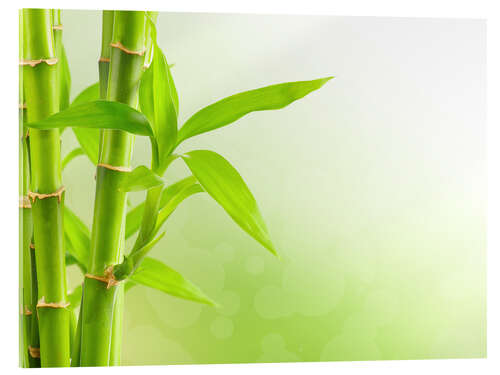 Acrylic print Green Bamboo