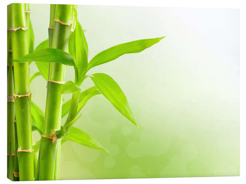 Obraz na płótnie green bamboo