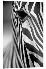 Foam board print Face of a zebra