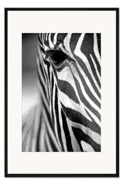 Gerahmter Kunstdruck Gesicht eines Grevyzebras