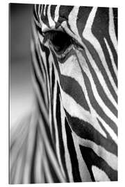 Gallery Print Gesicht eines Grevyzebras