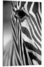 Magnettafel Gesicht eines Grevyzebras