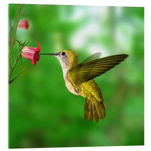 Acrylic print Hummingbird drinking nectar from flower