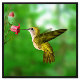 Gerahmter Kunstdruck Kolibri trinkt Nektar aus Blüte