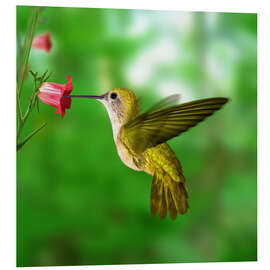 Foam board print Hummingbird drinking nectar from flower