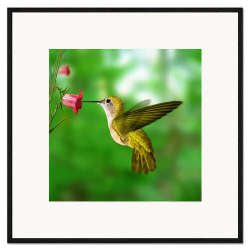 Framed art print Hummingbird drinking nectar from flower