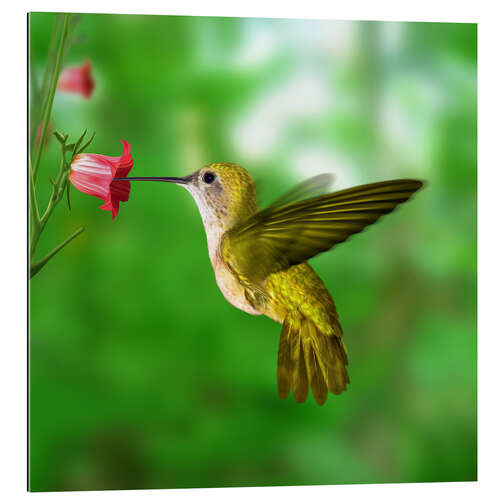 Gallery print Hummingbird drinking nectar from flower