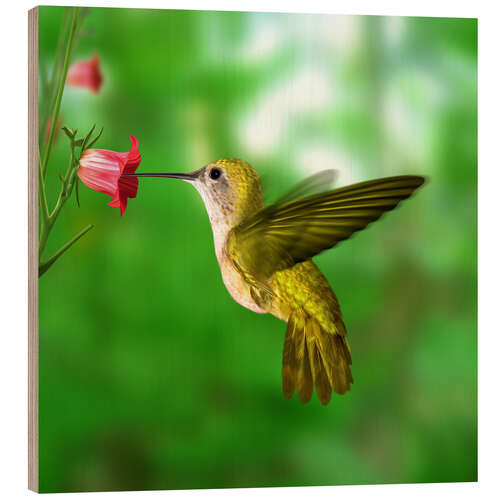 Tableau en bois Colibri en train de butiner une fleur 