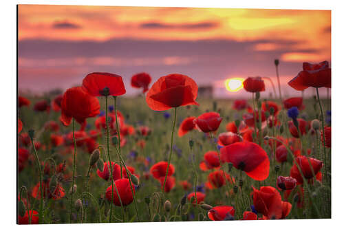 Cuadro de aluminio Poppies in sunset