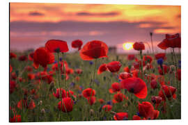 Tableau en aluminium Coquelicots au coucher du soleil