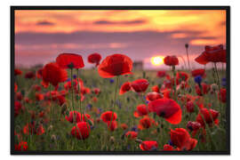 Gerahmter Kunstdruck Mohn im Sonnenuntergang