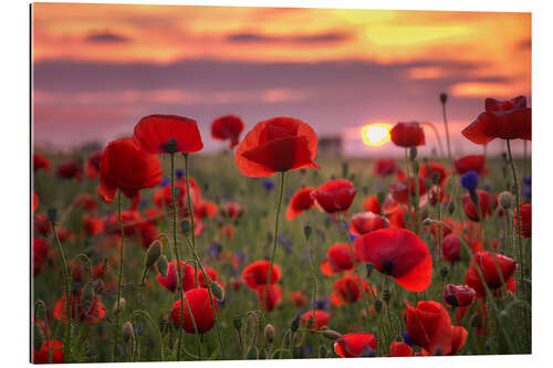 Tableau en plexi-alu Coquelicots au coucher du soleil