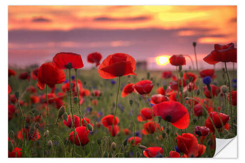 Sticker mural Coquelicots au coucher du soleil