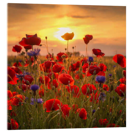 Akryylilasitaulu Poppy field