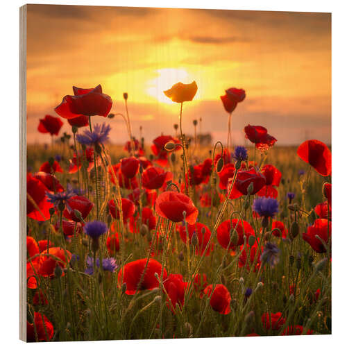 Wood print Poppy field